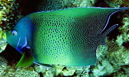 Discover 250+ coral and 500+ tropical fish species